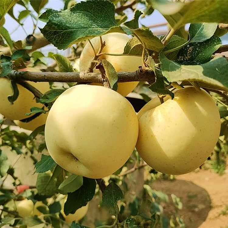 Svježe Golden Delicious jabuke
