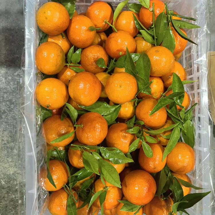 Svježi Mashui Mandarin