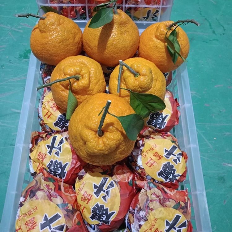 Svježi Shiranui Mandarin