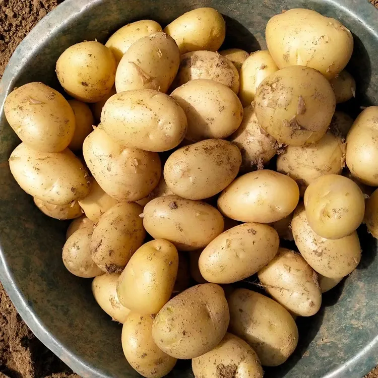 Firm Fresh Potatoes