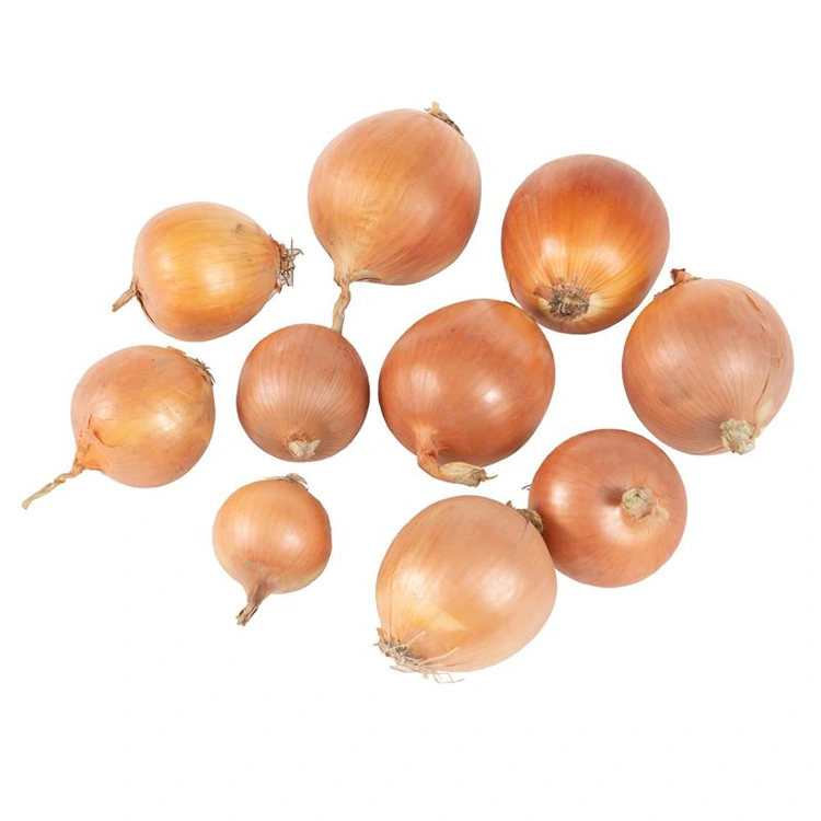 Vrhunski svježi žuti luk